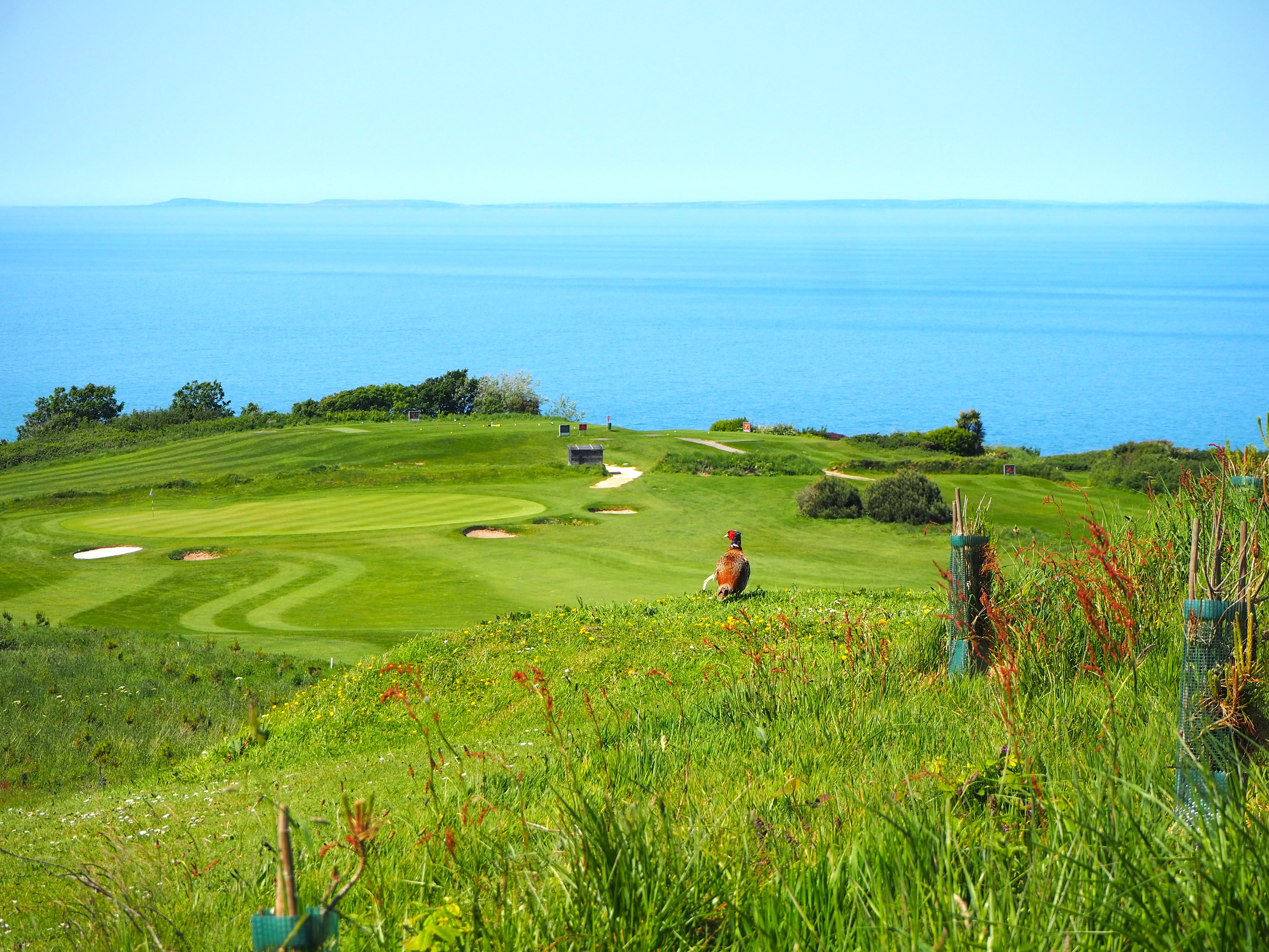 Pheasant & Coastal Sea Views at Ilfracombe Golf Club